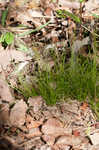 Bristleleaf sedge